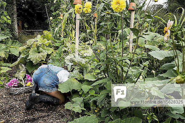 In einem Garten kniendes Mädchen  das frisches Gemüse pflückt.