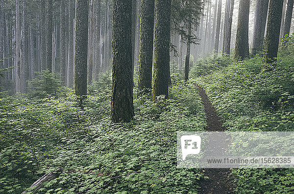 Der Pacific Crest Trail erstreckt sich durch üppigen und grünen Wald  Gifford Pinchot National Forest  Washington