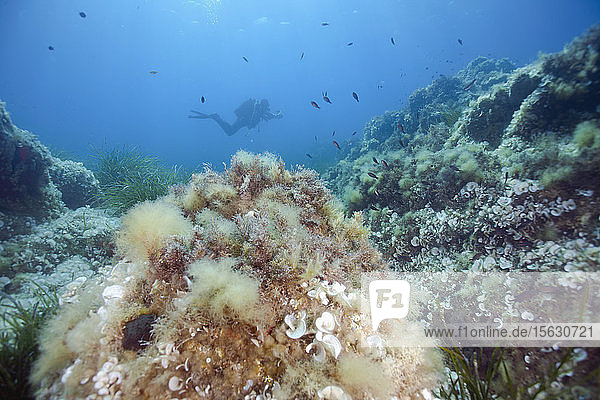 France  Corsica  Sagone  Underwater view of scuba diver exploring reef
