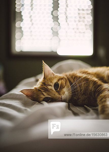 Porträt einer niedlichen Ingwer-Katze  die zu Hause auf dem Bett liegt