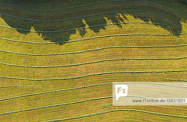 Aerial view of agricultural field  Harmating  Germany