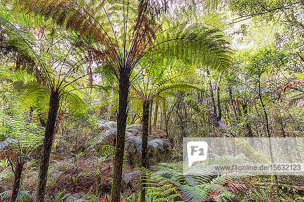 Regenwald und Farne  Fiordland-Nationalpark  Südinsel  Neuseeland