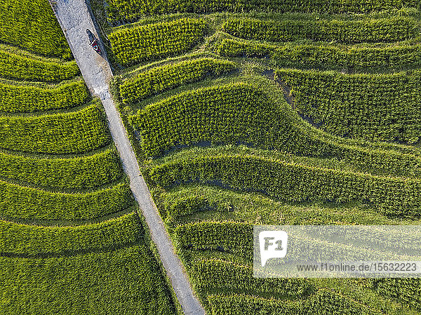 Aerial view of road amidst agricultural field  Bali  Indonesia