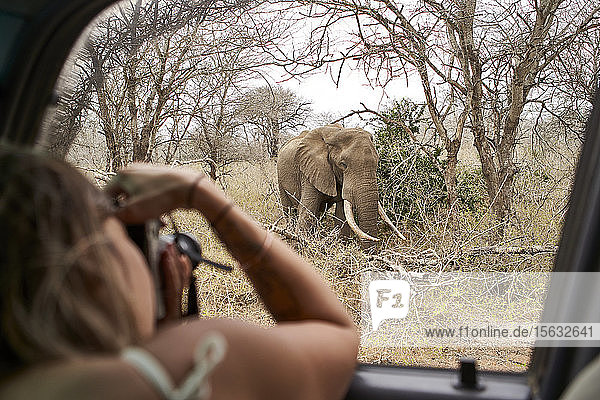 Frau  die einen Elefanten aus dem Autofenster fotografiert  Krüger-Nationalpark  Lesotho  Afrika