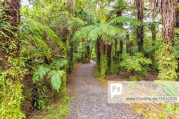 Roaring Billy Falls Walk  Südinsel  Neuseeland