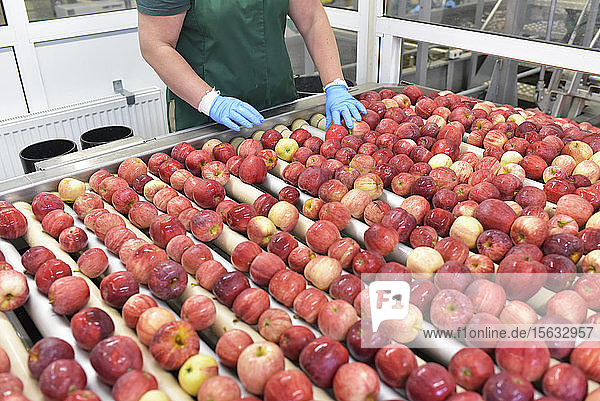 Arbeitnehmerin kontrolliert Äpfel auf Förderband in Apfelsaftfabrik