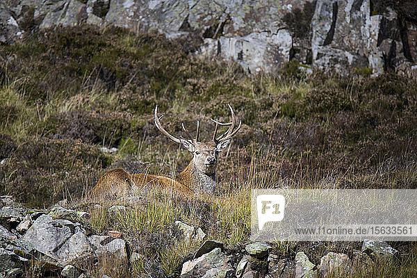 UK  Scotland  resting Red deer