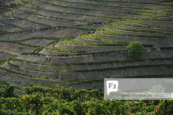 Portugal  Douro Valley  terraced vineyardÂ 