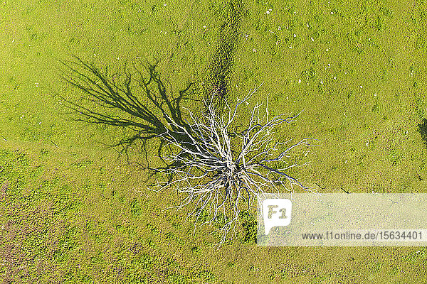 Aerial view of dead tree on grassy land during sunny day  Harmating  Germany