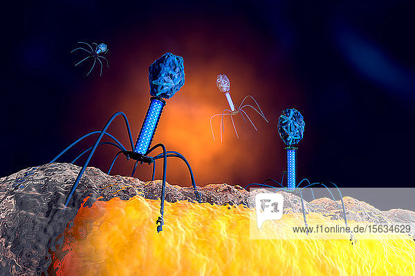Illustration einer anatomisch korrekten Gruppe von Bakteriophagenviren  die Bakterien angreifen