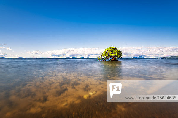 Tree in Lake Taupo  South Island  New Zealand