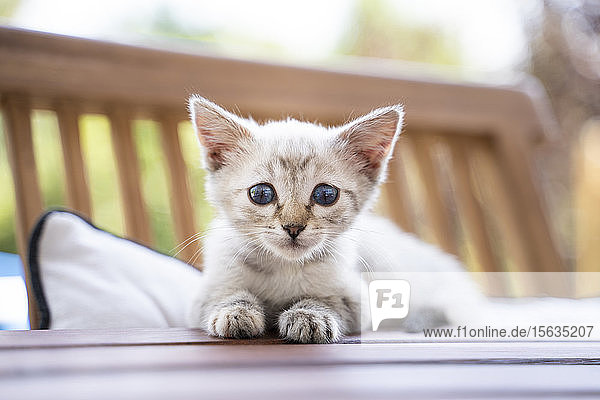 Nahaufnahme-Porträt eines süßen Kätzchens  das auf einem Tisch sitzt