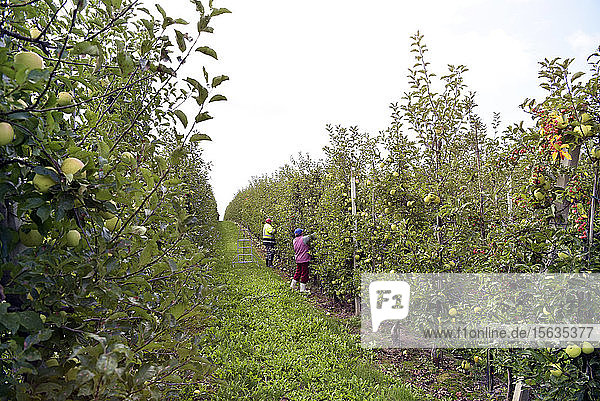 Erntemaschine bei der Arbeit auf einer Obstplantage  Äpfel ernten