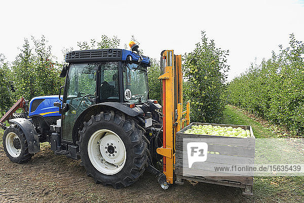 Traktor mit Kisten mit geernteten Äpfeln auf einer Obstplantage