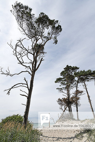 Szenische Ansicht von Strandbäumen vor bewölktem Himmel im Wald von Darss  Deutschland