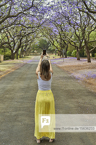 Frau in der Mitte einer Strasse  die mit dem Telefon ein Foto von den blühenden Jacaranda-Bäumen macht  Pretoria  Südafrika