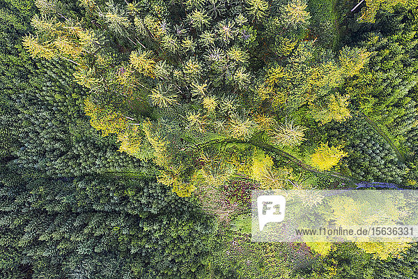 Luftaufnahme eines Waldes mit Wiederaufforstung bei Dietramszell  TÃ¶lzer Land  Oberbayern  Bayern  Deutschland