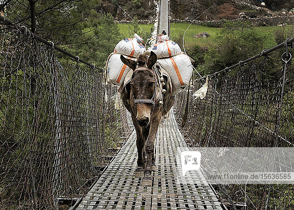 Esel mit Proviant auf der Hängebrücke von Phakding Solo Khumbu Nepal