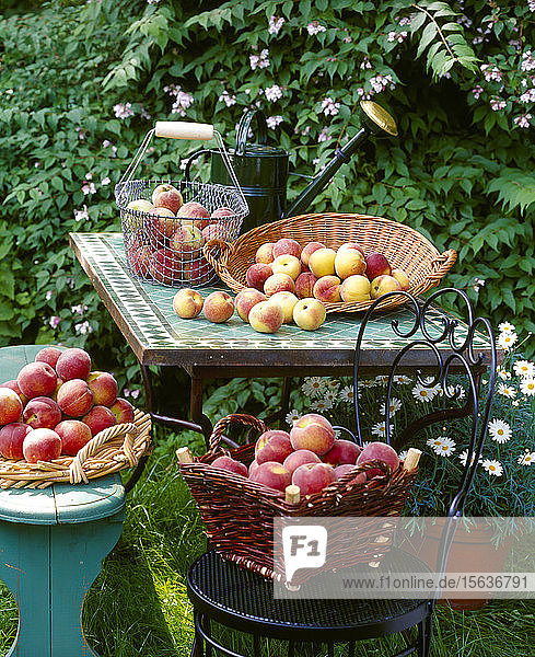 Körbe mit frischen Pfirsichen auf dem Tisch im Garten