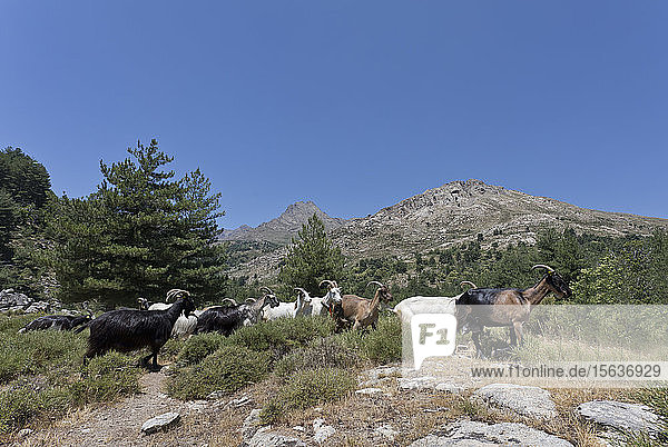 Wildziegen auf Berg vor klarem blauen Himmel auf Korsika  Frankreich