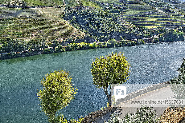 Portugal  Douro  Douro Valley  High angle view of river flowing in wine region
