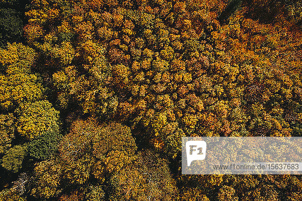 Österreich  Niederösterreich  Luftaufnahme eines farbenprächtigen Herbstwaldes