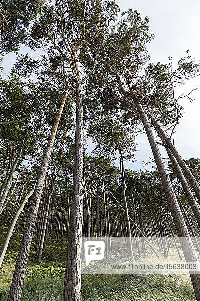 Niedrigwinkelansicht von Bäumen  die im Darßwald wachsen  Deutschland