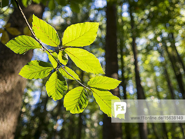 Deutschland  Bayern  Oberpfälzer Wald  Blätter im Sonnenlicht