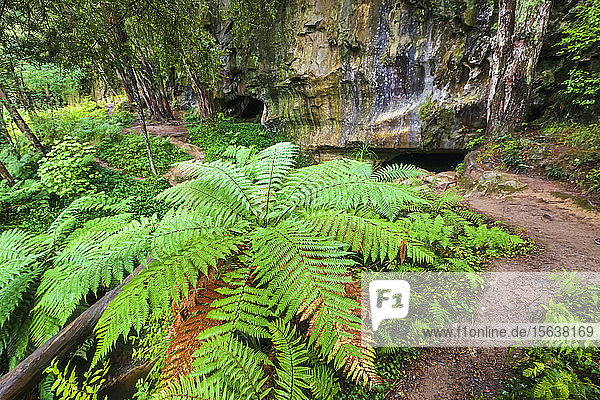 Farne wachsen am Eingang der Waipu-Höhlen im Wald  Neuseeland