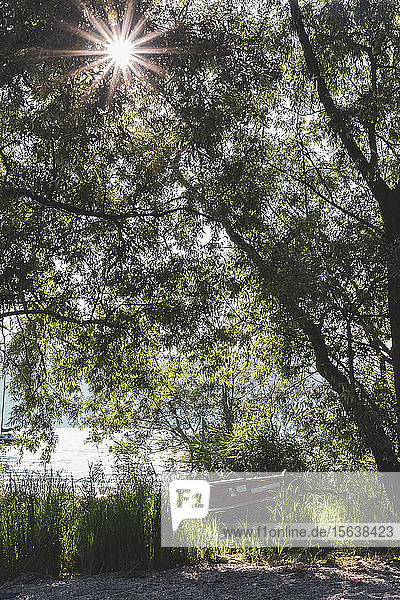 Boot am Lago Maggiore bei strahlendem Sonnenschein an Bäumen festgemacht  Ispra  Italien