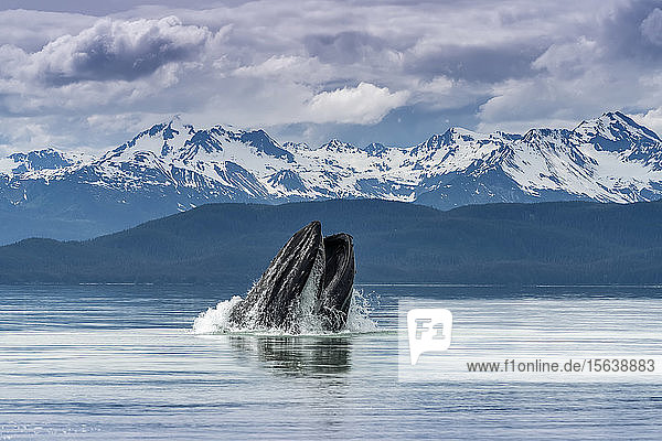 Humpback whale (Megaptera novaeangliae) lunge feeding for herring with a view of throat pleats Inside Passage Lynn Canal; Alaska United States of America