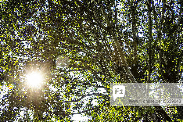 Sumpfvegetation mit Sonnenstrahlen durch die Bäume  Bigodi Wetland Sanctuary  in der Nähe des Kibale Forest; Western Region  Uganda