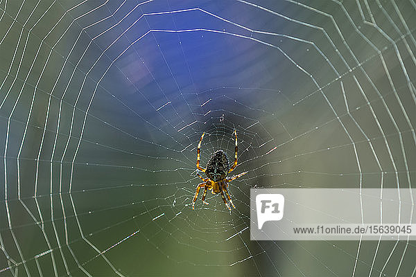 Europäische Gartenspinnen (Araneus diadematus) spinnen ihre Netze im Spätsommer; Astoria  Oregon  Vereinigte Staaten von Amerika