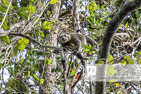 Sulawesi-Bär cuscus oder Sulawesi-Bär phalanger (Ailurops ursinus)  Tangkoko Batuangus Nature Reserve; Nordsulawesi  Indonesien