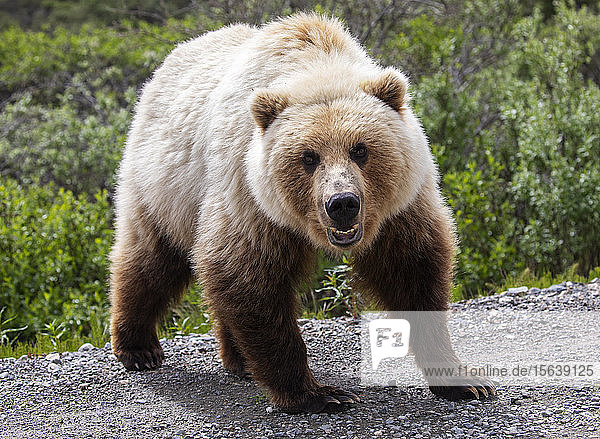 A light colored Grizzly bear (Ursus arctos horribilis) stares at the photographer who is in his car. Bears are a big draw for visitors here at this park Denali National Park and Preserve; Alaska United States of America