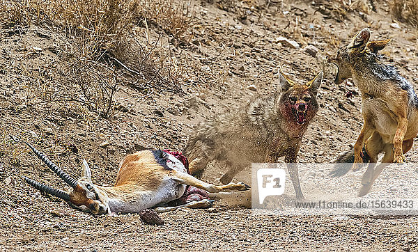Gemeiner Schakal (Canis Aureus) und Schwarzrückenschakal (Canis mesomelas) greifen eine Thomson-Gazelle (Gazella thomsoni) an und töten sie  um sie zu fressen; Tansania