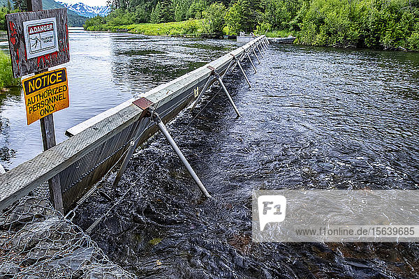 Fischwehr am Russian River mit Lachsen im Vordergrund  Kenai-Halbinsel  Süd-Zentral-Alaska; Alaska  Vereinigte Staaten von Amerika