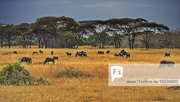 Wildebeest (Connochaetes taurinus) and Acacia trees (Acacia tortilis); Tanzania