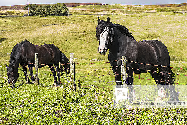 Zwei Pferde stehen an einem Zaun und grasen auf einem Feld; Blanchland  Northumberland  England