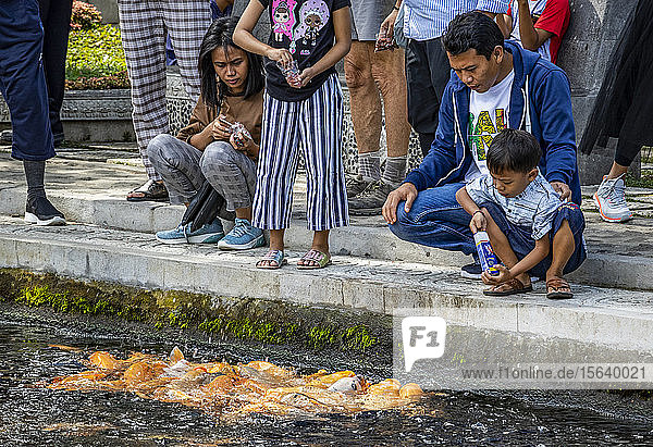 Menschen füttern Kois (Cyprinus rubrofuscus) in einem Teich  Tirta Gangga; Bali  Indonesien