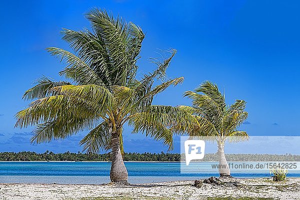 Palmen am einsamen Strand  Maupiti  Gesellschaftsinseln  Französisch-Polynesien  Ozeanien