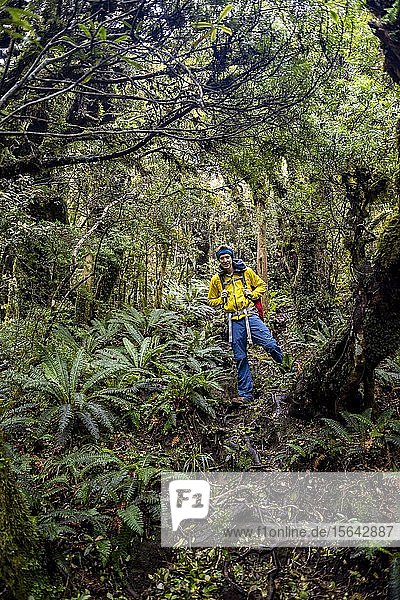 Hiker on hiking trail through rainforest  Pouakai Circuit  Egmont National Park  Taranaki  North Island  New Zealand  Oceania