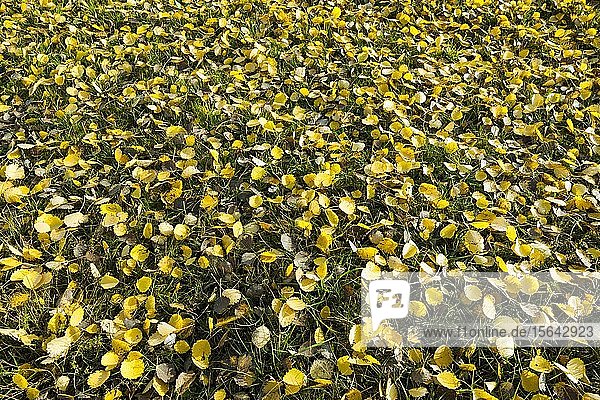 Zitterpappel (Populus tremula)  gelbe Blätter auf dem Boden  Thüringen  Deutschland  Europa