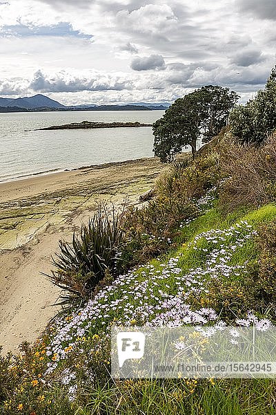 Kap-Gänseblümchen (Osteospermum) an einem Strand im Frühling  Northland  Nordinsel  Neuseeland  Ozeanien