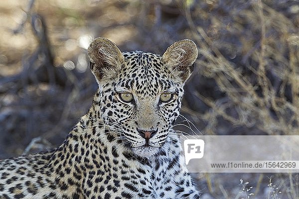Leopard (Panthera pardus)  junges Weibchen  ruhend  Tierporträt  Kalahari-Wüste  Kgalagadi Transfrontier Park  Südafrika  Afrika
