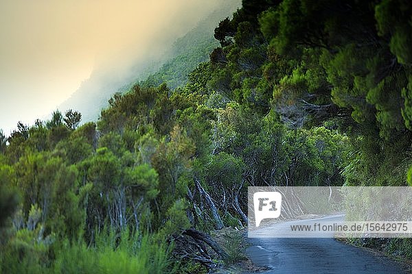 Industriestraße nach Caso do Rabacal im Lorbeerwald Laurisilva im Naturschutzgebiet Rabacal  Insel Madeira  Portugal  Europa