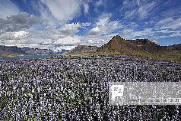 View on fjord landscape  blue flowering Nootka lupins (Lupinus nootkatensis) in front  cloud formation. near Pingeyri  Westfjorde  Iceland  Europe