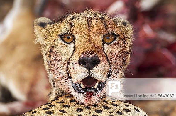 Gepard (Acinonyx jubatus) Weibchen Tierportrait mit blutigem Maul Kalahari-Wüste Kgalagadi Transfrontier Park Südafrika