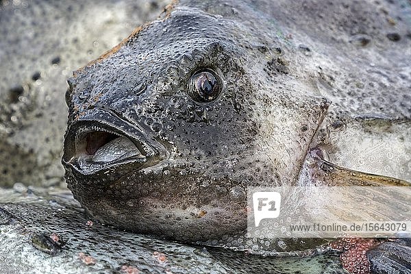 Fangfrischer Fisch  Lumpsucker (Cyclopterus lumpus)  Hafen von Stykkisholmur  Snæfellsnes Halbinsel  Snaefellsnes  Island  Europa