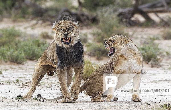 Kalahari-Löwen (Panthera leo vernayi) Alttiere Tierpaar bei der Paarung Kalahari-Wüste Kgalagadi-Transfrontier-Nationalpark Südafrika